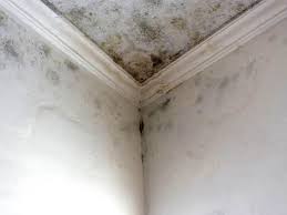 Oostburg, WI Mold Removal Company