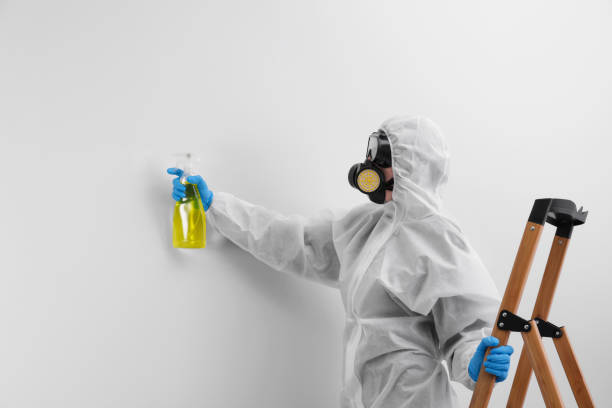 Best Attic Mold Removal in Oostburg, WI